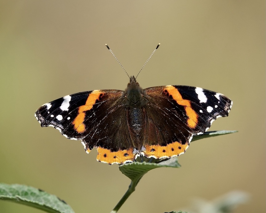 red admiral